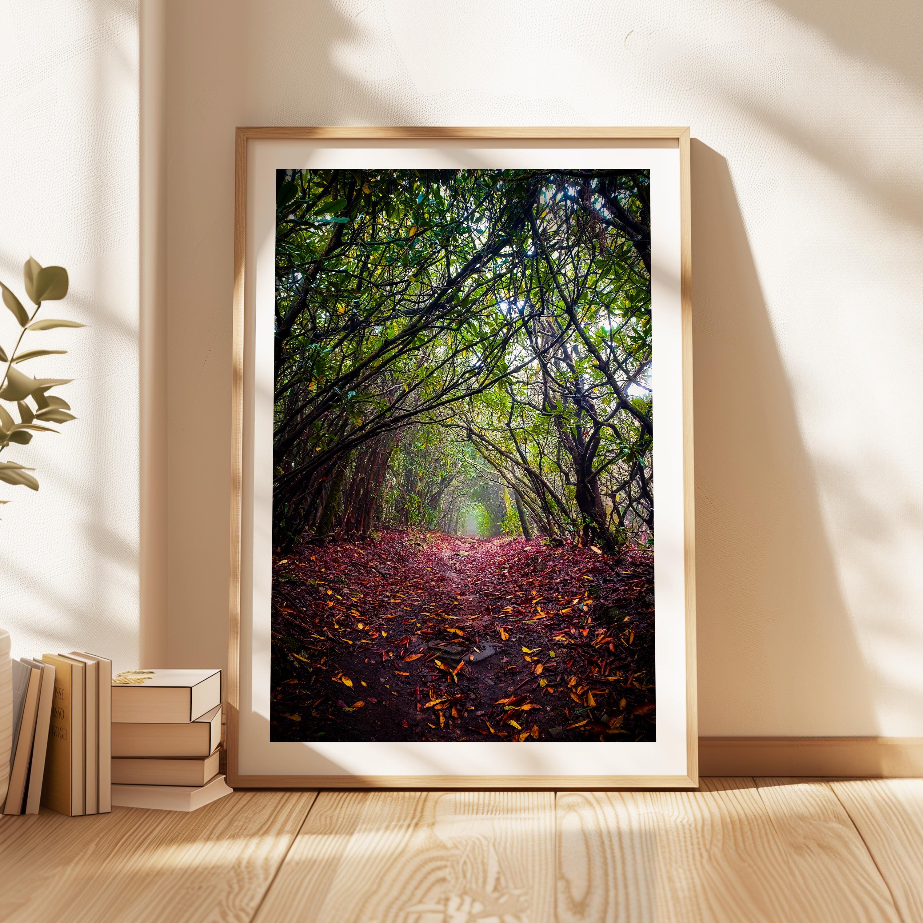 A framed photograph depicting a forest path covered in fallen leaves, with a dense canopy of trees and a sense of mystery.