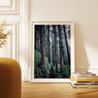 Oregon Forest Wall Art, Coastal Trail Photography, Sitka Spruce Print, Pacific Northwest Nature Decor