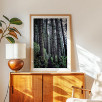 Oregon Forest Wall Art, Coastal Trail Photography, Sitka Spruce Print, Pacific Northwest Nature Decor