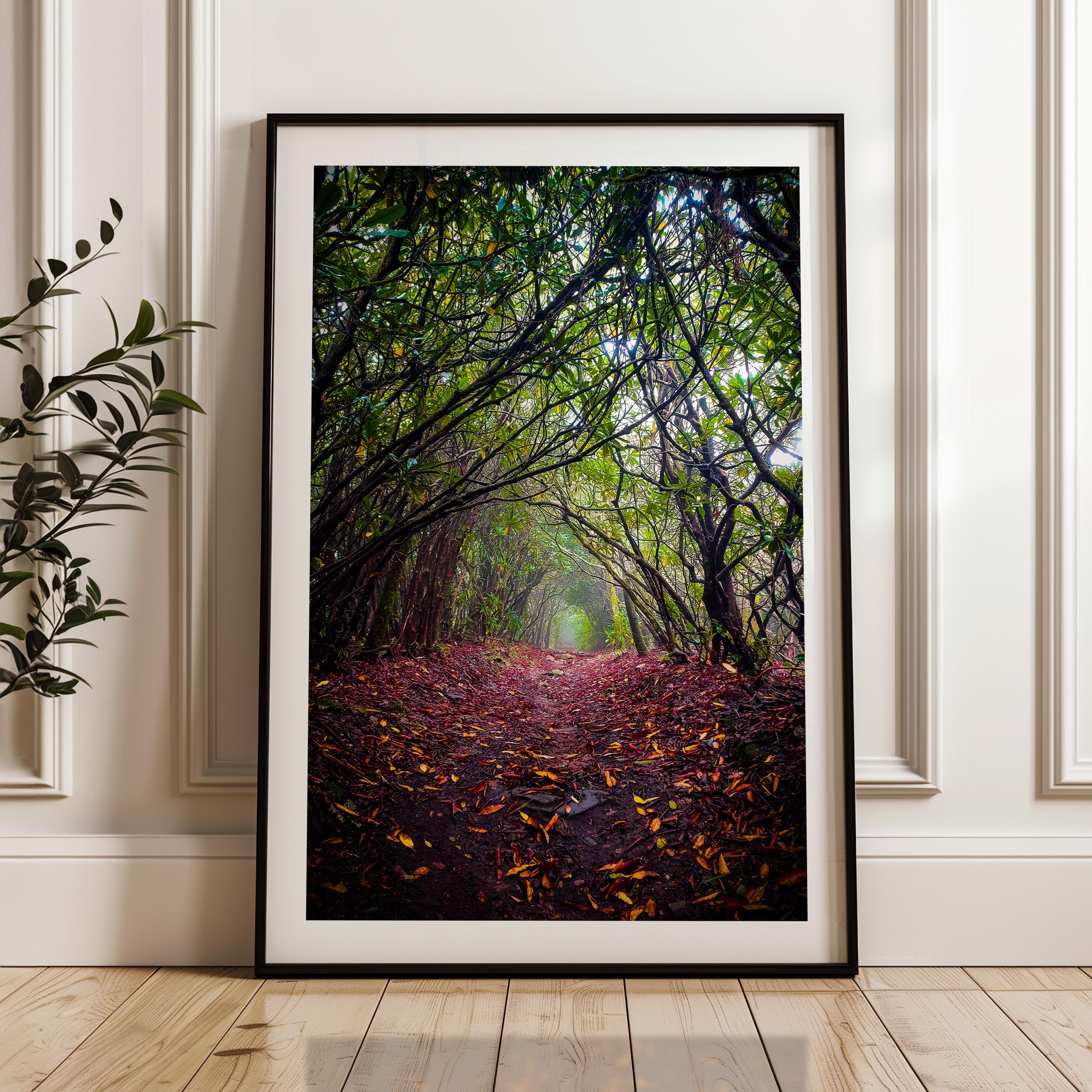 A framed photograph depicting a forest path covered in fallen leaves, with a dense canopy of trees and a misty atmosphere.