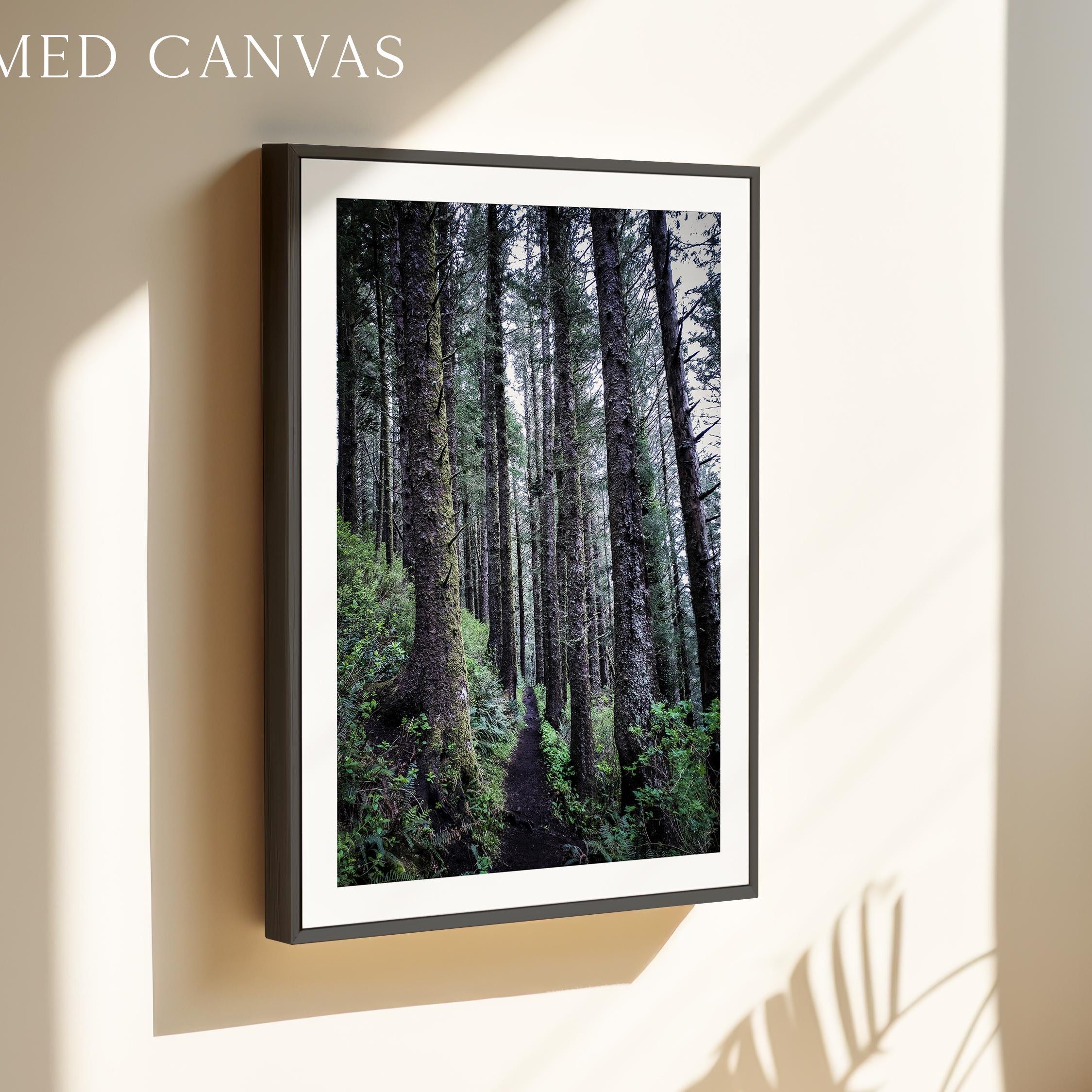 Oregon Forest Wall Art, Coastal Trail Photography, Sitka Spruce Print, Pacific Northwest Nature Decor