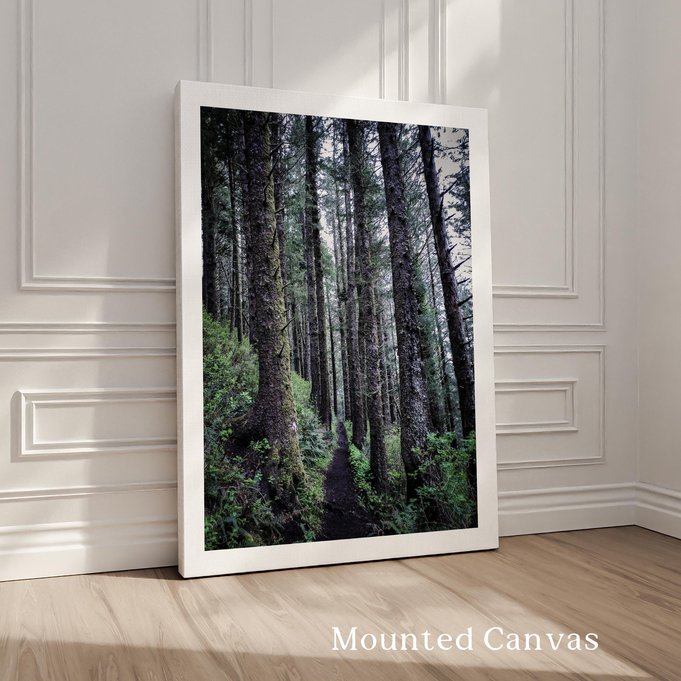 Oregon Forest Wall Art, Coastal Trail Photography, Sitka Spruce Print, Pacific Northwest Nature Decor