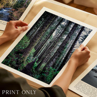 Oregon Forest Wall Art, Coastal Trail Photography, Sitka Spruce Print, Pacific Northwest Nature Decor