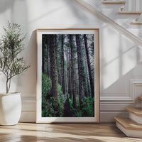 Oregon Forest Wall Art, Coastal Trail Photography, Sitka Spruce Print, Pacific Northwest Nature Decor